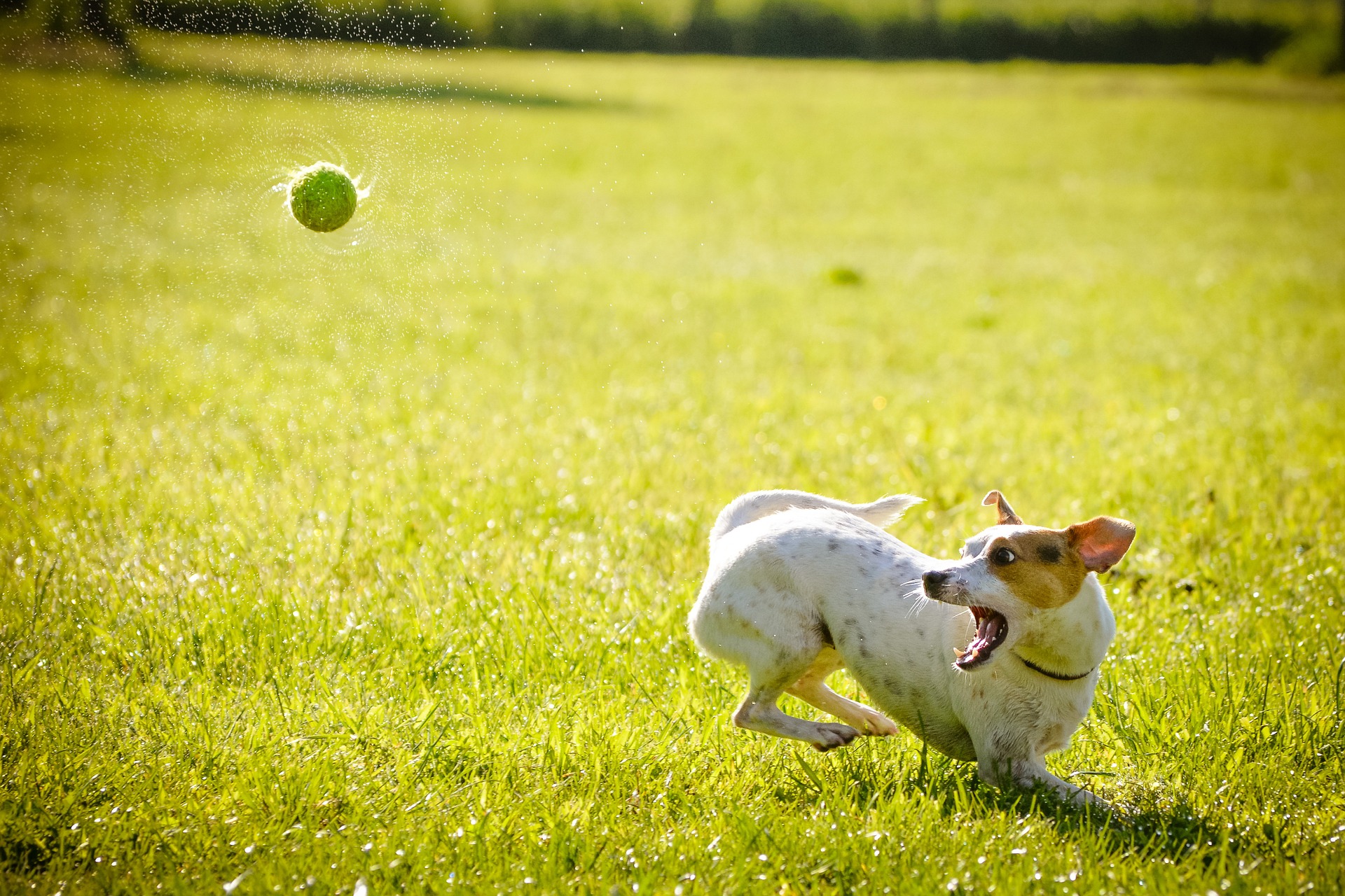 dog-1367297_1920